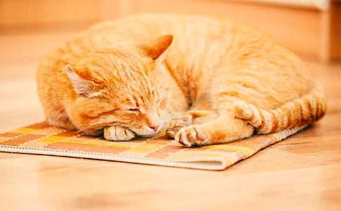 �Ҽҵ�С؈��(y��u)������