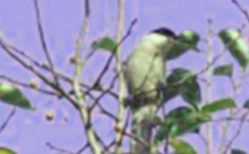 ɭ��С�B������