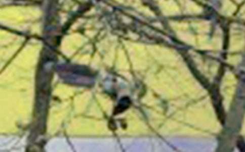 ����һֻС�B����15ƪ