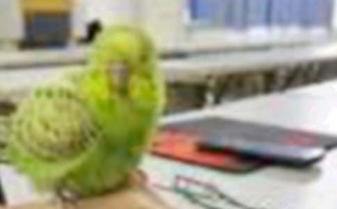 ����һֻС�BС�W(xu��)����