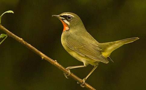 ���o(h��)С�B������