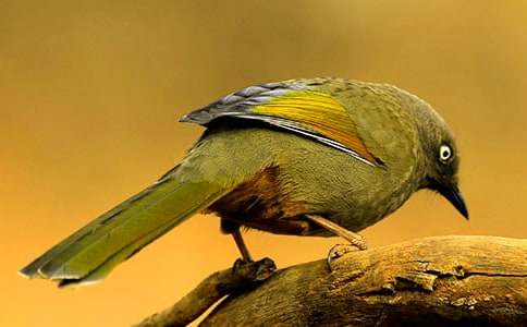 �������������һֻС�B(ni��o)����