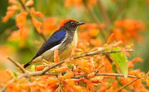 �Ҷ���׃��һֻС�B����400��