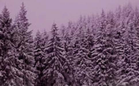 ������Сѩ������