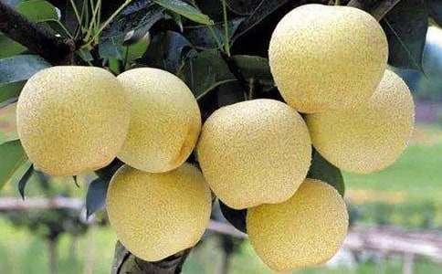 ɏ���y��ѩ�������