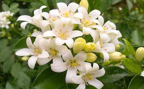 ҹ������Bֳ���������x������