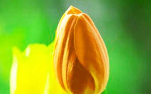 �����㻨��ô�B(y��ng)-�����㻨�B(y��ng)ֳ����