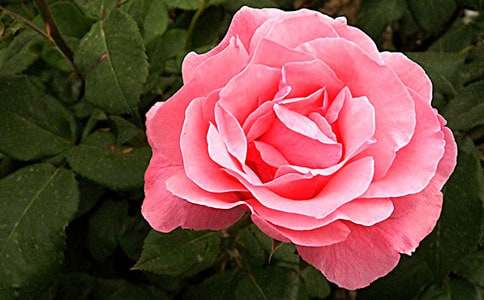 �¼�������