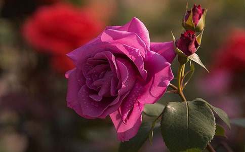 �����¼�����