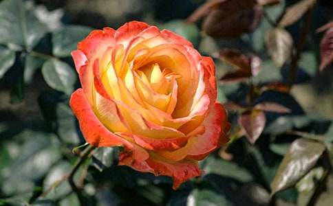 �¼���������