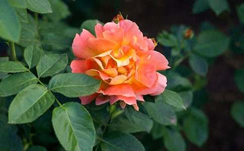 �¼�������