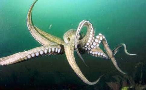 ���~С���ӵ�����