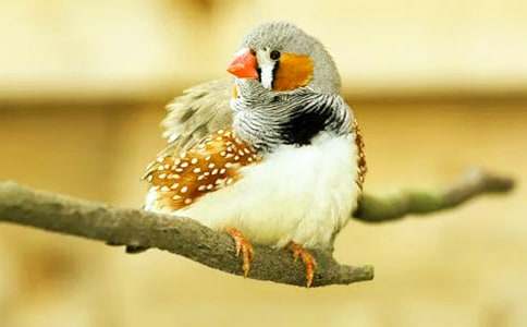 �����B�̌W(xu��)�O(sh��)Ӌ(j��)