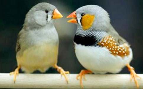 ���������B(ni��o)�̌W(xu��)�O(sh��)Ӌ(j��)