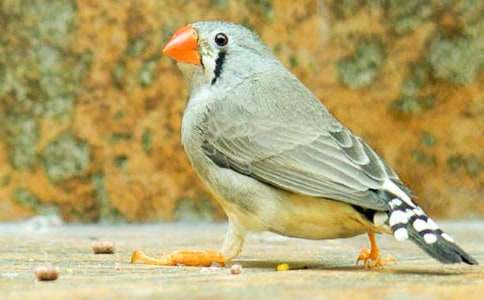 �������B���u(p��ng)�n�壨��(y��u)�㣩