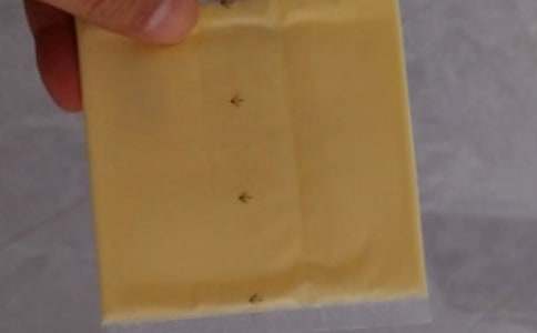 ֥ʿ����������E