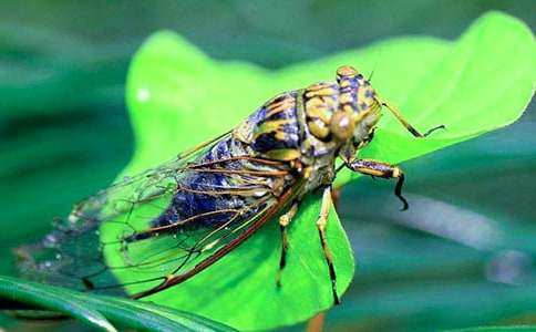 ׽֪�����ģ��ϼ���