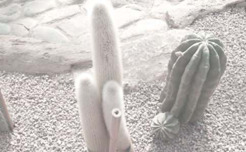 ��ֲ��@���ģ����x47ƪ��