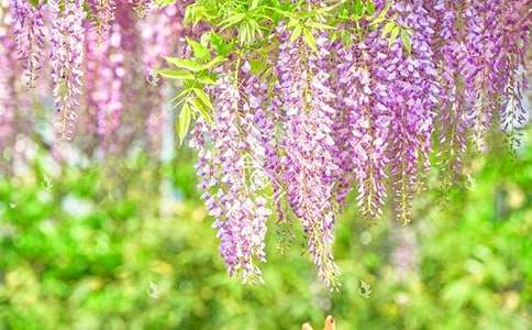 ���ٻ��Ă��f100��