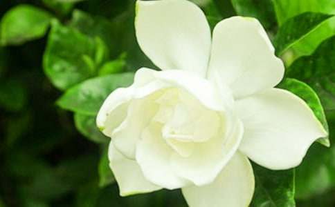 �d�ӻ�������