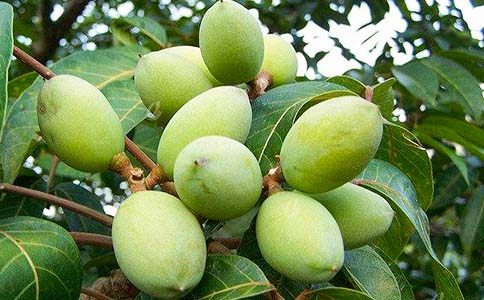 �ϙ��͵Ĺ�Ч�c���ã��ϙ��͵ĳԷ��÷�