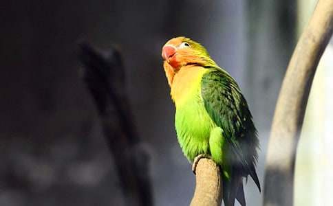 �ɐ۵�С�W�^����