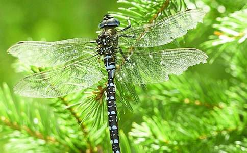 �n�ķ��w���ѵĽ̌W(xu��)��˼