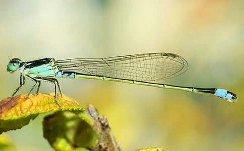 �����w���ѡ��̌W�O(sh��)Ӌ