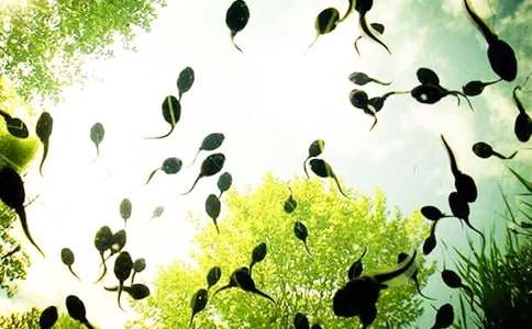 ����һֻС�������