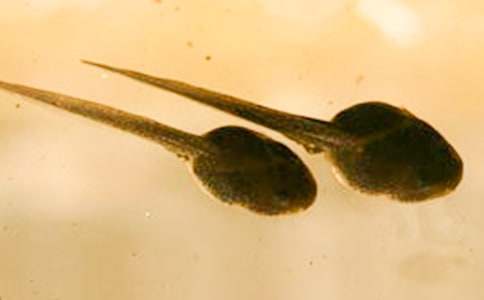 ��С����ҋ������u(p��ng)�n��