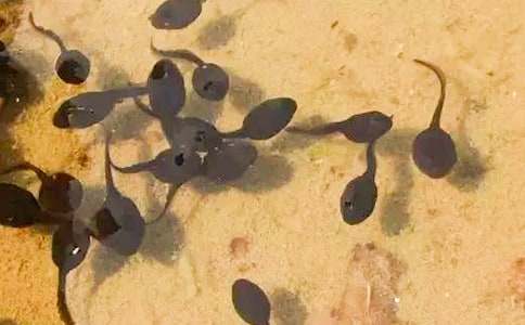 С���С���L��(hu��)�̰�