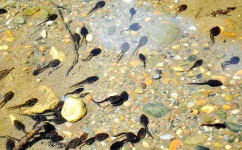 ��С����ҋ������̌W(xu��)�O(sh��)Ӌ���x[15ƪ]