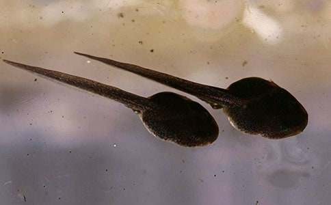 С����ҋ����u(p��ng)�n�彛(j��ng)��[4ƪ]