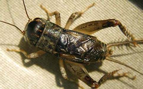 �����סլ���u�n�弯�\