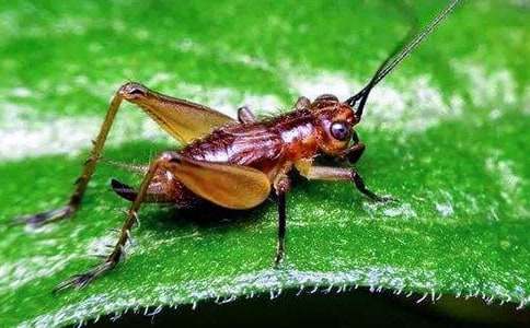 ���סլ�u(p��ng)�n�塾�᡿