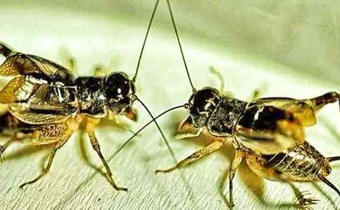 ���סլ���u(p��ng)�n��