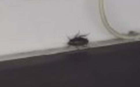 ׽�������