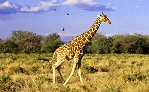 С���Z�Ի�ӽ̰��OӋ���H�H�L�i¹��