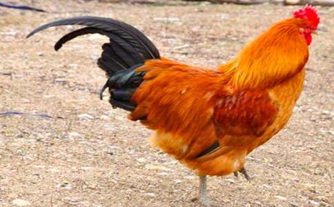 ��С���u��С���ӡ��̌W�OӋģ��