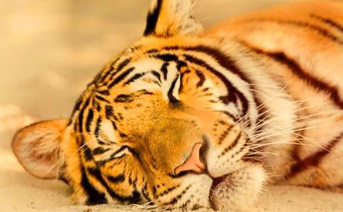 С��ˇ�g�̰�����ֻ�ϻ�