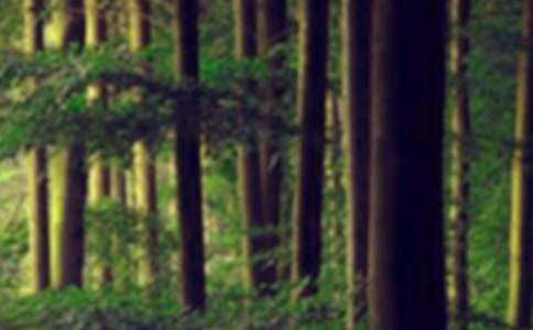 ���ˇ�g��ӷ���ɭ�ֵĹ���