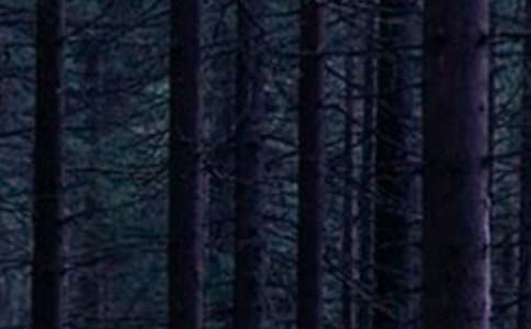 ��ɭ�ֈ��x���(ͨ��)