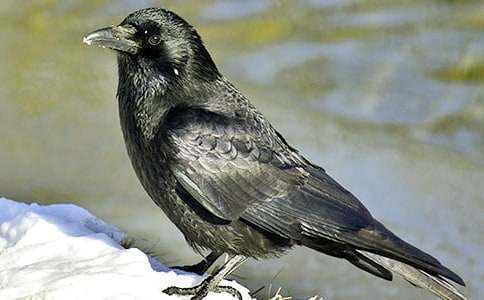 �����f��ˮ���u�n�徫�A[13ƪ]