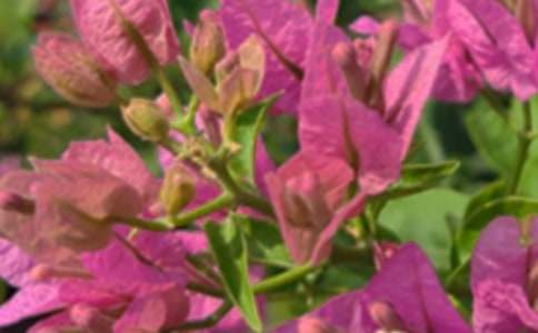 �P��ů���簲�İ���ͨ��100�䣩