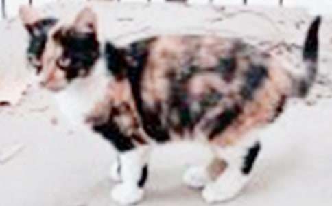 �ҵČ���С؈���ģ�ͨ��69ƪ��