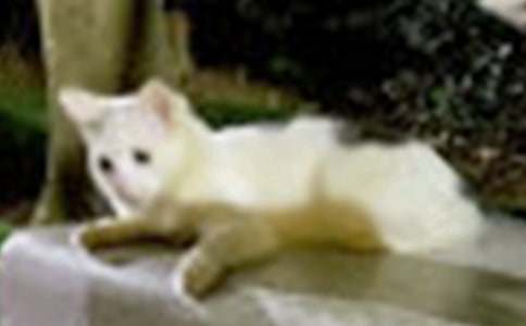 �ҵČ���С؈���ļ��\7ƪ