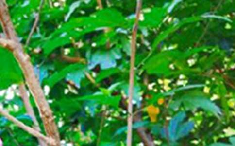 ���T�������簲�İ�155�侫�x