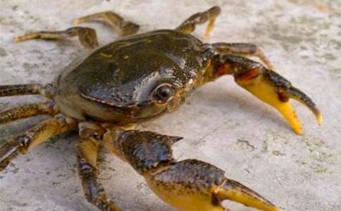 �U�f��Ʒ�����з���̰�