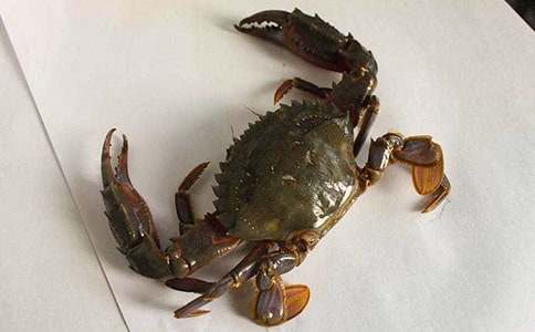 �U�f��Ʒ�����з���̰���ͨ��7ƪ��